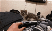 pew GIF