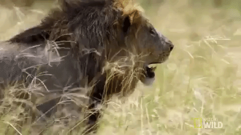 nat geo wild lion GIF by Savage Kingdom