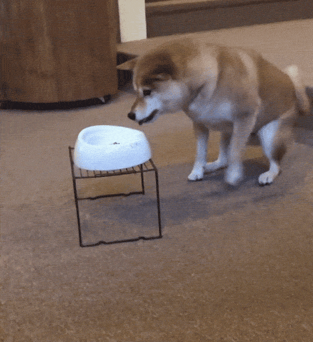 cuteanimalland giphyupload GIF