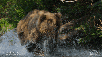 Excited Run GIF by Nat Geo Wild