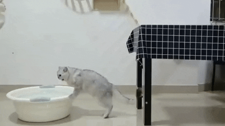 GifJungle giphyupload GIF