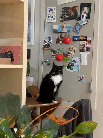 Chrscblls GIF by Chris