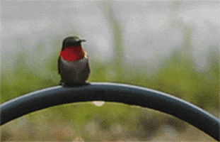 ruby throated hummingbird summer GIF