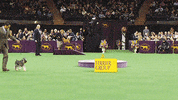 dog GIF by Westminster Kennel Club