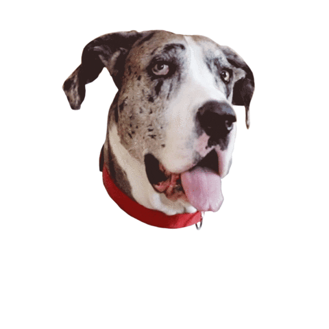 great dane dog Sticker by Cayenne Creative