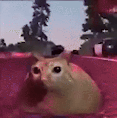 Junt_ giphyupload GIF