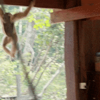 floortje naar het einde van de wereld jungle GIF by BNNVARA