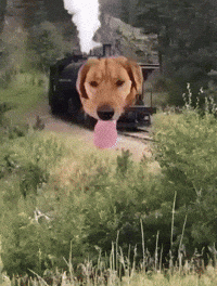 Dog Train GIF by Respective