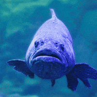 Fish Shark GIF by Aquarium of the Pacific