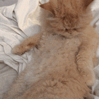 louie GIF by Jess