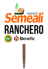 Sorgo Ranchero Sticker by semealisementes