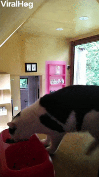 International Cat Day GIF by ViralHog