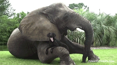 dog elephant GIF