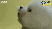 Bbc One Dog GIF by BBC