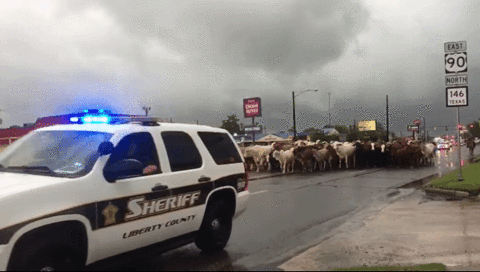old drive dayton cattle GIF