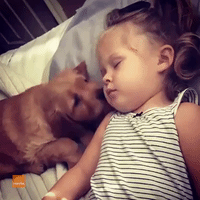 Adorable Puppy Gently Tries to Wake Up Her Sleeping Owner