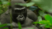 GIF by Our Planet