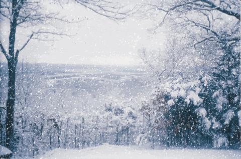 Photo gif. Snow-covered landscape with bare trees and pines overlooking a distant valley, with densely falling snow.