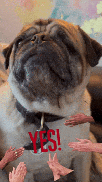 Pug Yes GIF