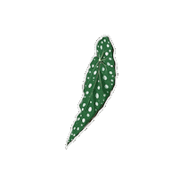 Begonia Maculata Plant Sticker by Hankō