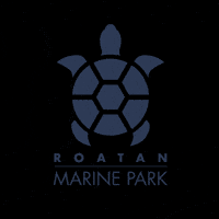 Rmp GIF by Roatan Marine Park