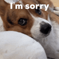 Dog Im Sorry GIF