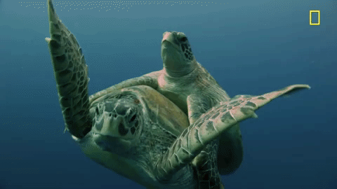 Hawaiian-sea-turtles GIFs - Get the best GIF on GIPHY