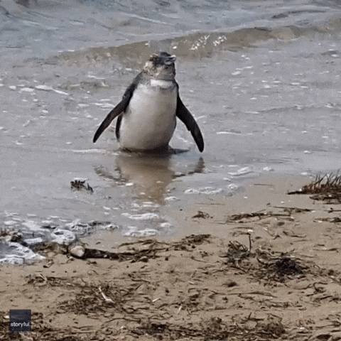 Exhausted Penguin Found on Victoria Beach Far From Colony