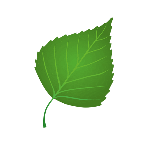 birch leaf summer Sticker by Saunapaiva