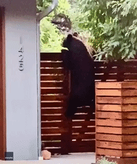 The Great Escape: Startled Bear Scales Fence in Boulder