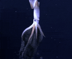squid GIF