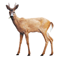 Ciervo Humedales Sticker by Fundar