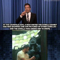 gorilla GIF by The Tonight Show Starring Jimmy Fallon