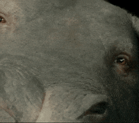 okja GIF by NETFLIX