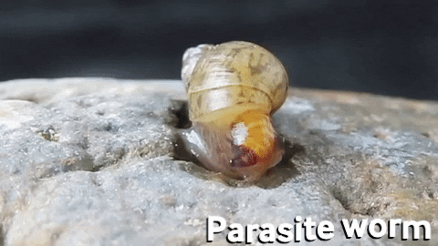 axart giphygifmaker snail shell parasite GIF