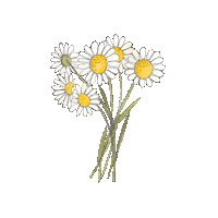 Flowers Daisy Sticker