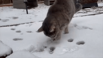 Cat Investigates Snow in Flagstaff, Arizona