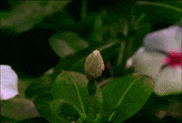 flower GIF