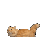 25Cats Sticker by Gray Hat Films