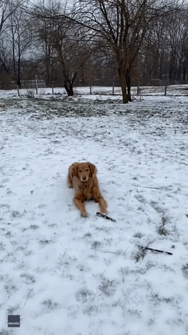 Golden Retriever Expertly Catches Snowball