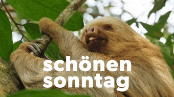 schönen sonntag