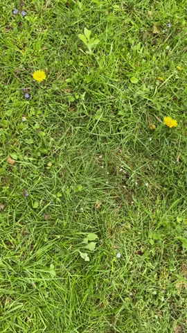 Spliter  GIF