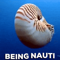 Marine Life Ocean GIF by OctoNation® The Largest Octopus Fan Club!