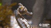 pacific seahorse GIF by Monterey Bay Aquarium