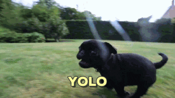 puppy yolo GIF