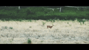 montana GIF