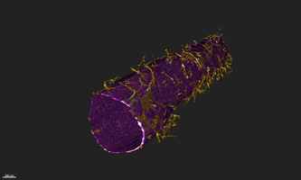 cells blood-brain barrier GIF by Harvard Medical School