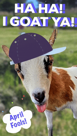 April Fools Prank GIF by Goatta Be Me Goats! Adventures of Java, Toffee, Pumpkin and Cookie!