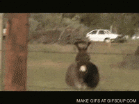 donkey GIF