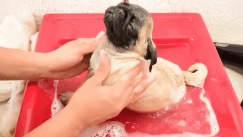 Dog Aww GIF by JustViral